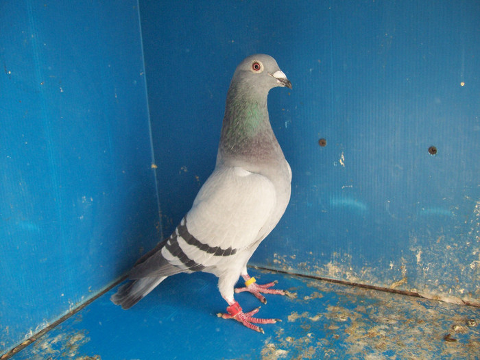 363014-10C - porumbei matca 2012