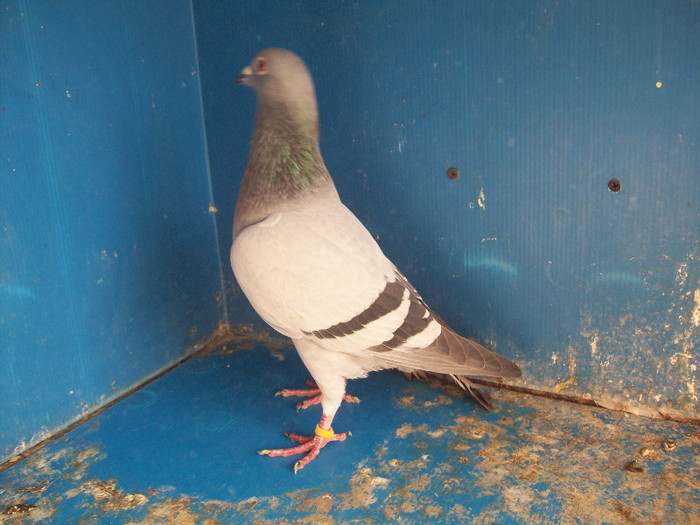 363014A - porumbei matca 2012