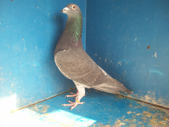 363021-10 - porumbei matca 2012