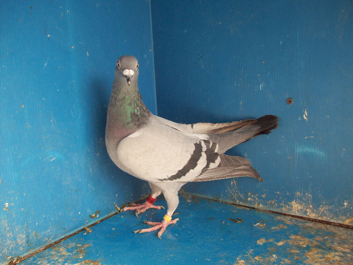363030-10 - porumbei matca 2012