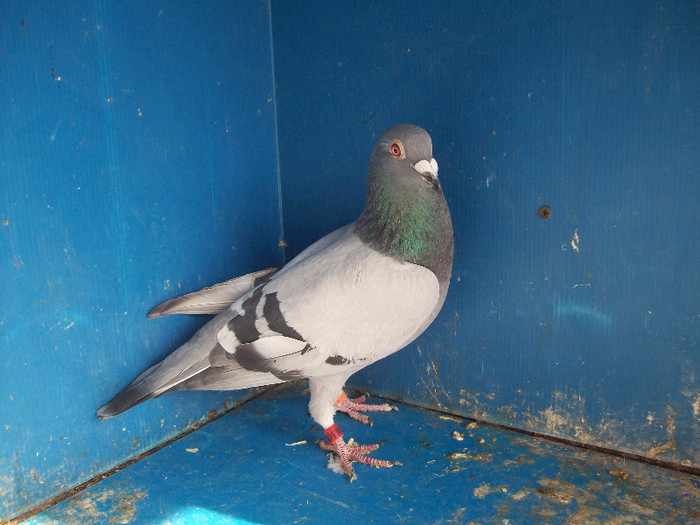 363067-10 - porumbei matca 2012