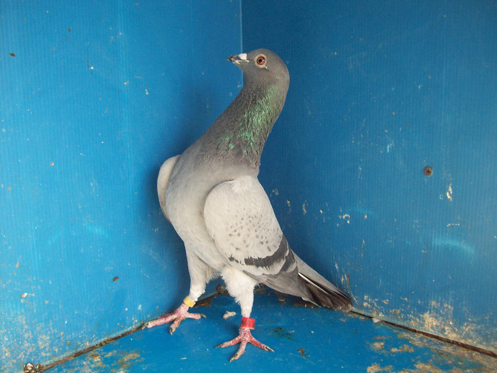 368266-11 - porumbei matca 2012