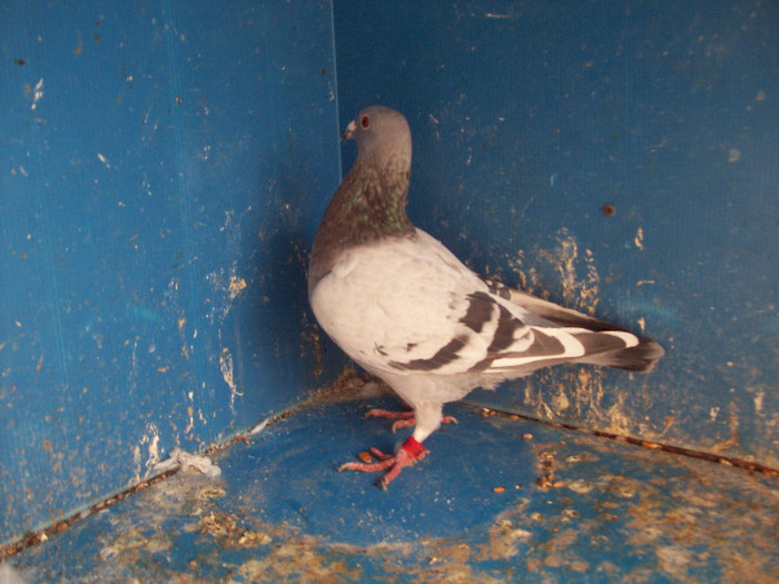 368276A - porumbei matca 2012
