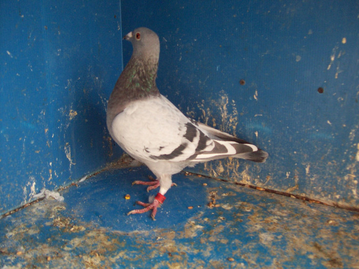 368276B - porumbei matca 2012