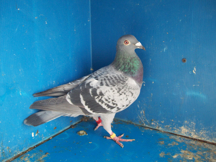 368309-10 - porumbei matca 2012