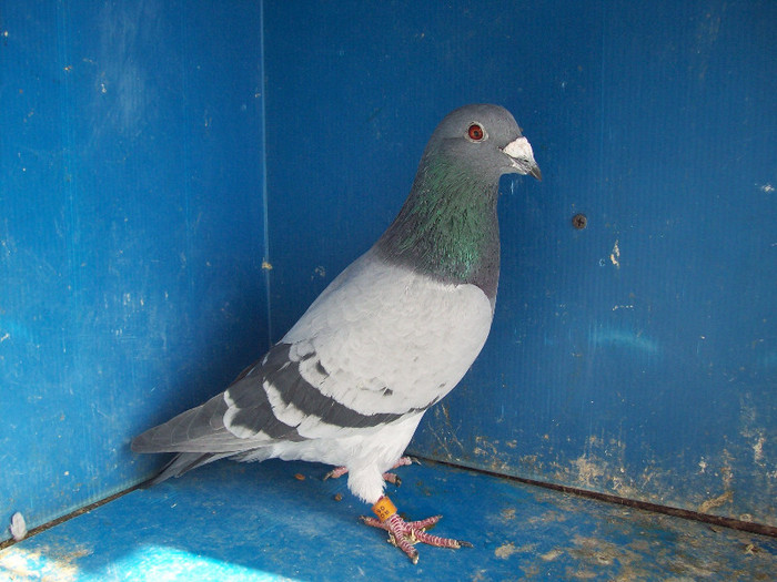 474463-06Berlin,Loc.15Bruno - porumbei matca 2012