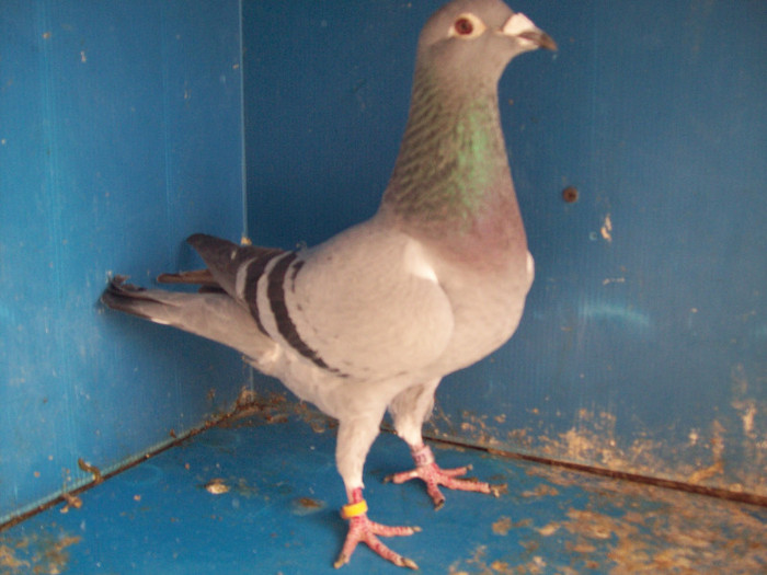 585873-07 - porumbei matca 2012
