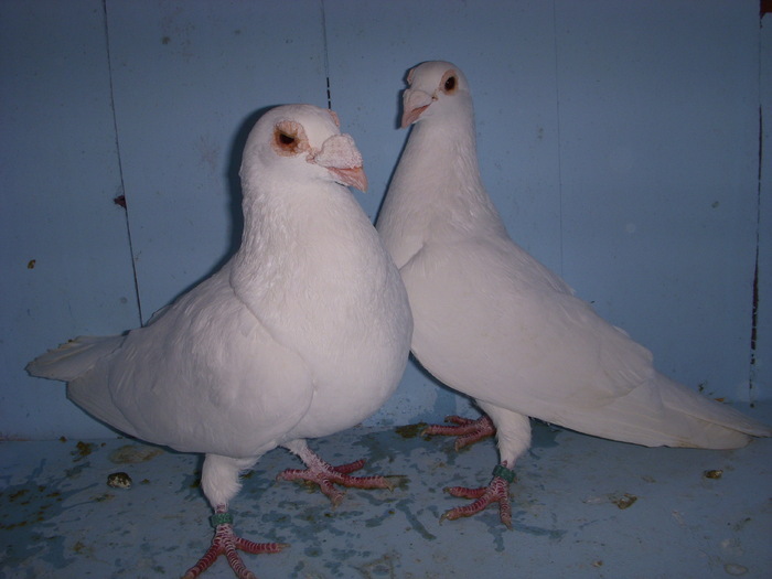 32616683_VGKYOMOFO - porumbei matca 2012
