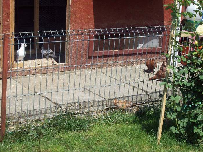 sf.m. (75) - porumbei matca 2012
