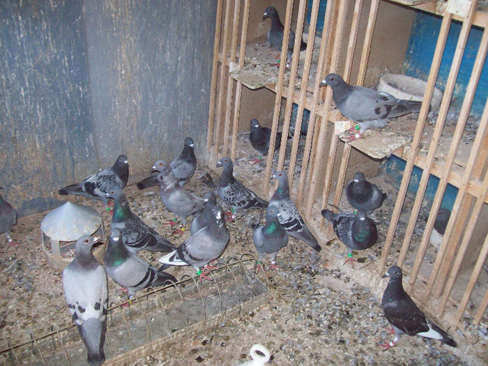 sf.m. (147) - porumbei matca 2012