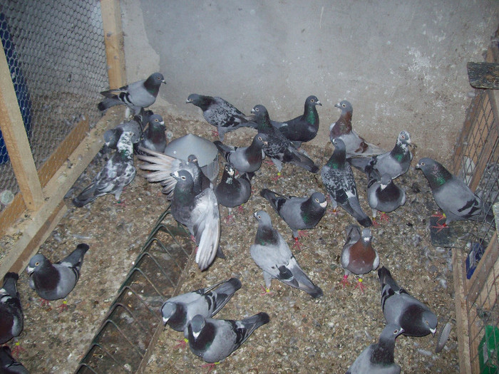 sf.m. (166) - porumbei matca 2012