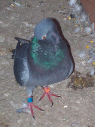 sf.m. (201) - porumbei matca 2012