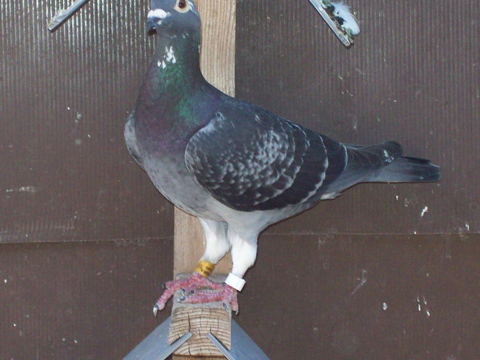 sf.m. (206) - porumbei matca 2012