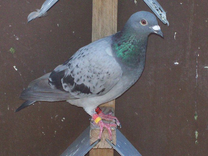 sf.m. (208) - porumbei matca 2012