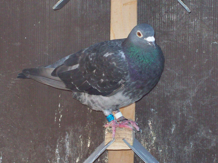 sf.m. (210) - porumbei matca 2012