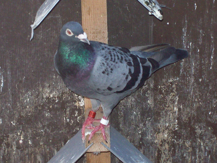 sf.m. (211) - porumbei matca 2012