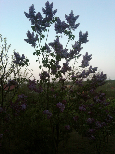 Fotografii-0110