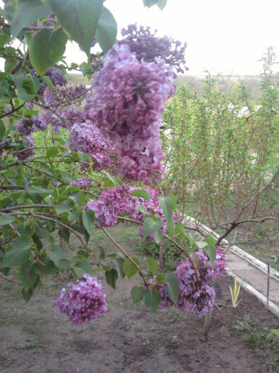 Fotografii-0112