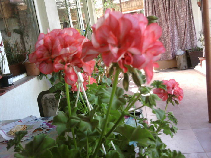Fotografii-0121