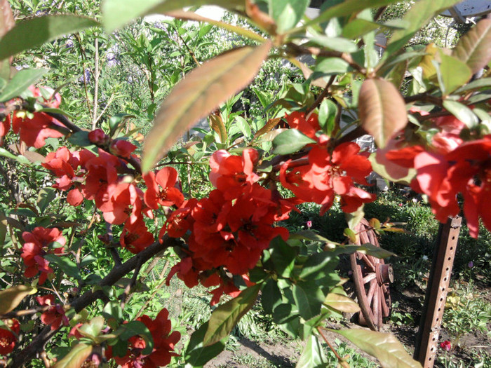 Fotografii-0127