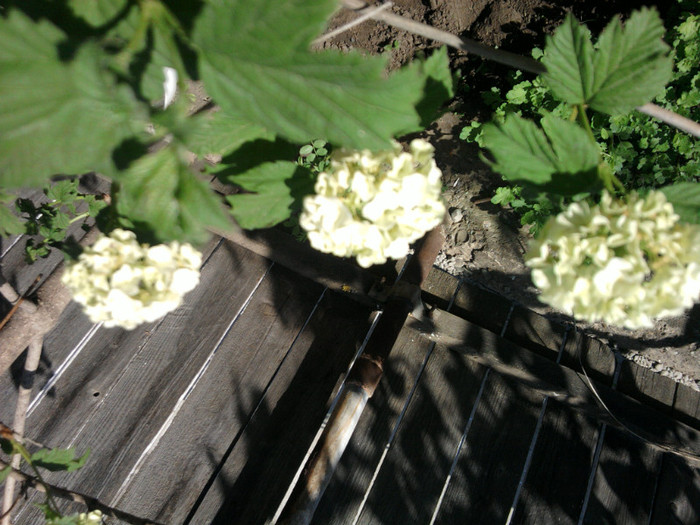 Fotografii-0132