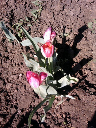 Fotografii-0138