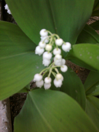 Fotografii-0140