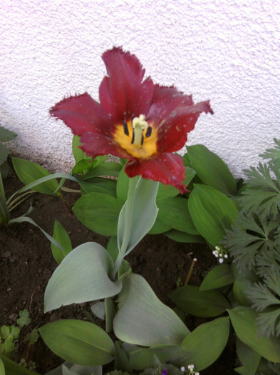 Fotografii-0141