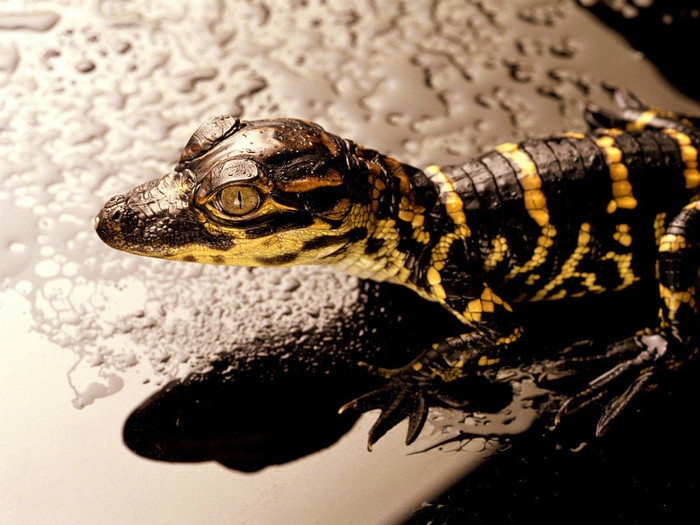 animal_0038