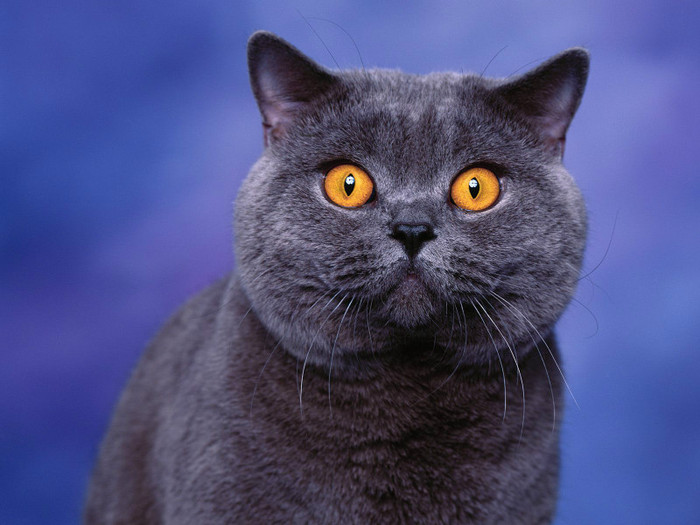 animal_0044