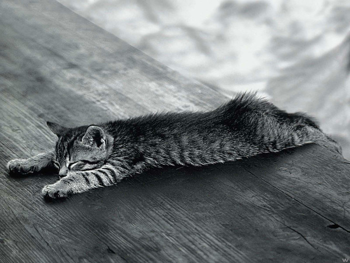 animal_0050