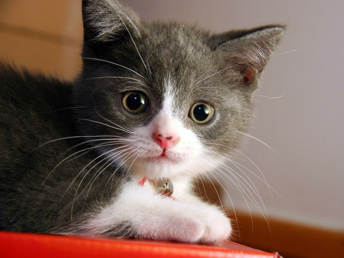 animal_0051
