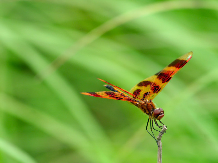 animal_0052 - Poze frumoase
