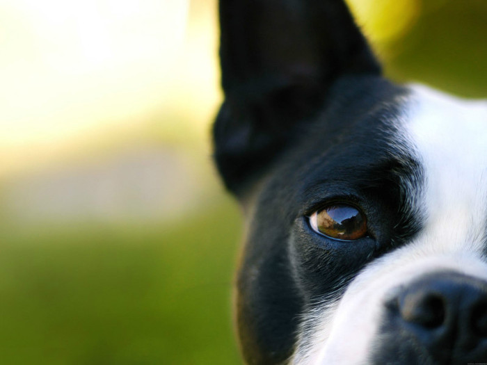 animal_0062