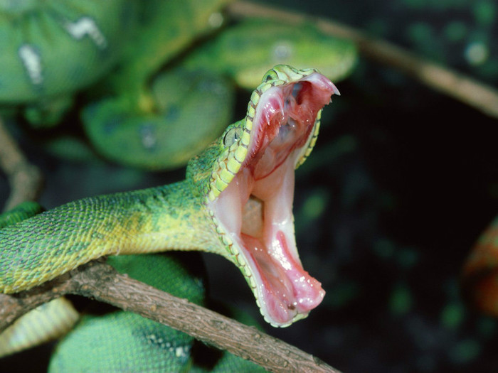 animal_0070