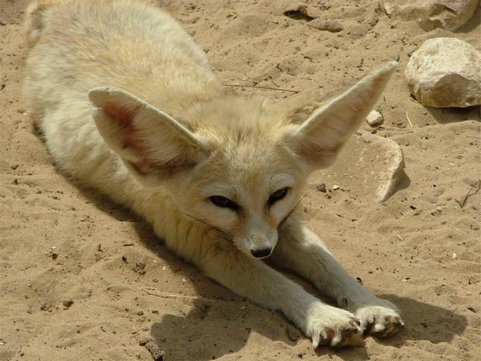 animal_0072