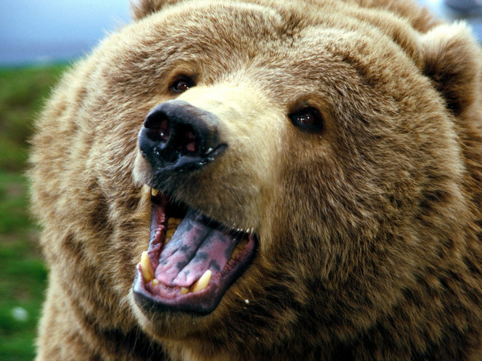 animal_0075