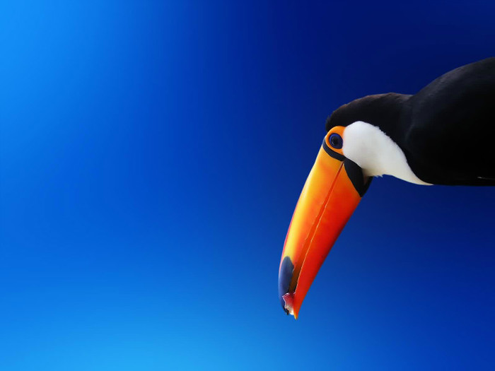 animal_0077 - Poze frumoase