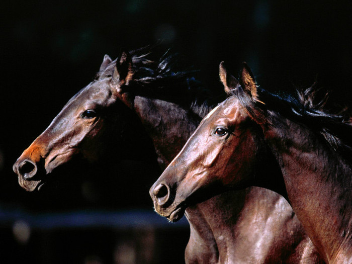 animal_0081