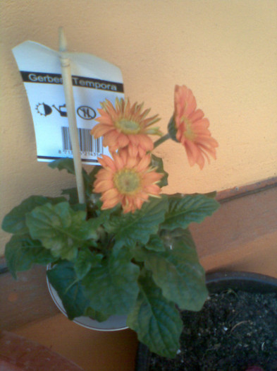 Imag226 - Gerbera