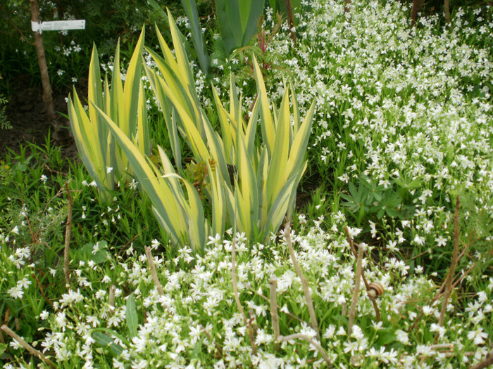 P4100213 - Gradina de flori 2012