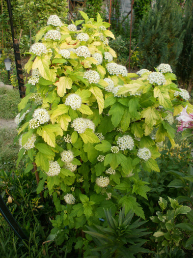 P4290111 - Gradina de flori 2012