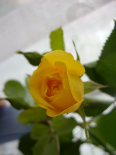 Nec galben, floare micuta - Galben