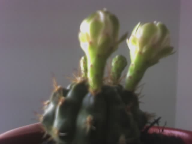 Gymnocalycium