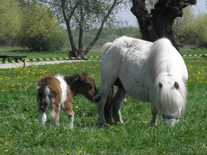 176 - VANZARI PONEI 2