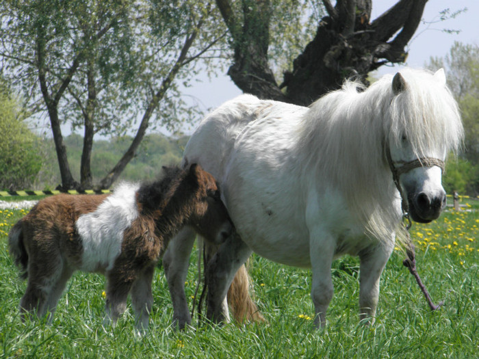 179 - VANZARI PONEI 2