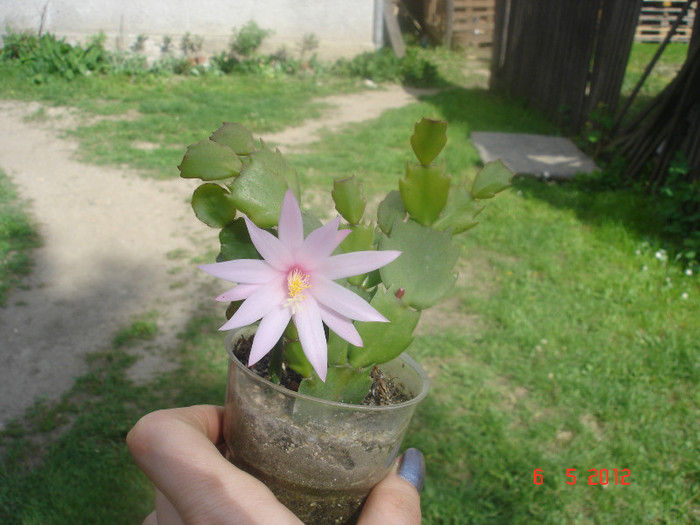 DSC04438 - Schlumbergera