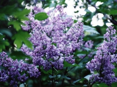 liliac inflorit