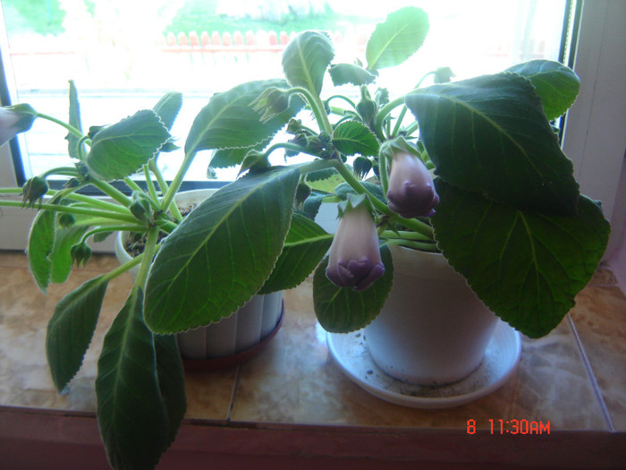 gloxinele mele