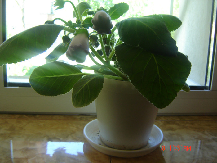 gloxina